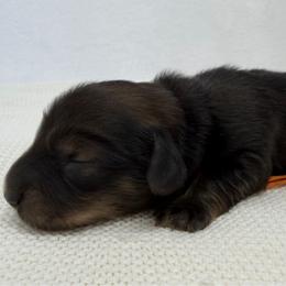 Ozzy - Cream male Dachshund puppy in Pulaski, Tennessee from Billboard Doxies