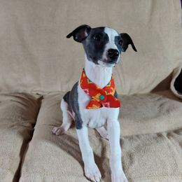 Lion - White and fawn brindle Whippet puppy in Sweet Home, Oregon from Imperialis Kennels