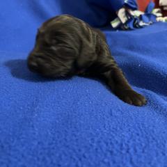 Boy 3 - Liver male Boykin Spaniel puppy in Stapleton, Alabama from Taensas Boykins