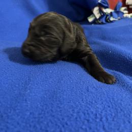 Boy 3 - Liver male Boykin Spaniel puppy in Stapleton, Alabama from Taensas Boykins