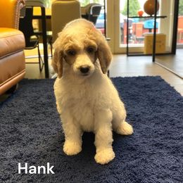 Hank - Cream male Poodle puppy in Washington, Pennsylvania from Patriotic Poodles