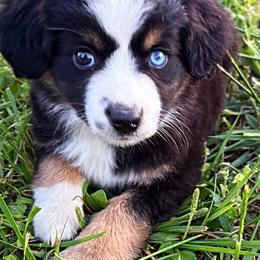 Vanessa - Black tri female Miniature American Shepherd puppy in Smithville, Arkansas from Cooper Creek Aussies