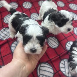 Tux - Black and white male Havanese puppy in Chaska, Minnesota from Happy Paws Havanese