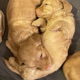 Dachshund Puppies from Teenie Weenie Doxies