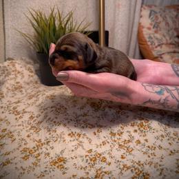 Dachshund Puppies from Drift & Dash Dachshunds