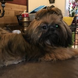 Koda - Shih Tzu
