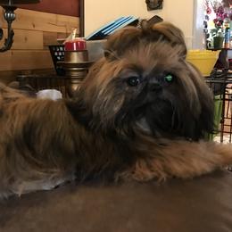 Koda - Shih Tzu