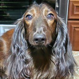 Edmon - Dachshund