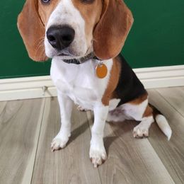 Beagle All Grown Up from Idaho Creekside Beagles