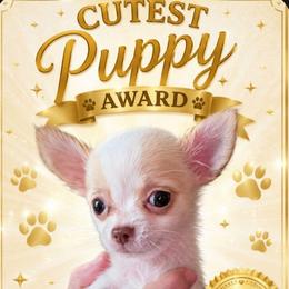 Taquito - Cream and white male Chihuahua puppy in Springfield, Missouri from Casadelopez Tails