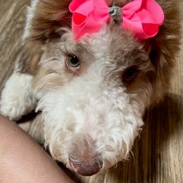 Goldendoodles from Southern Blossom Doodles