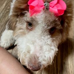 Goldendoodles from Southern Blossom Doodles