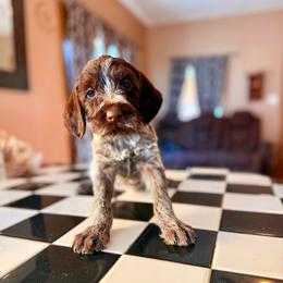 Bird - Brown and gray female Wirehaired Pointing Griffon puppy in Shelbyville, Texas from AndersonK9Kennels Bayou Beards