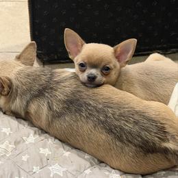 Dusty - Blue fawn male Chihuahua puppy in East Syracuse, New York from Blissful’s Chihuahuas