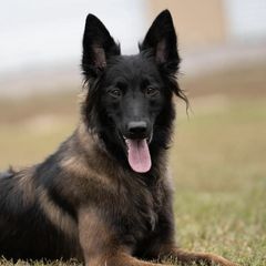 Belgian Tervuren from Golden Wind