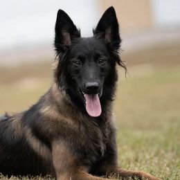 Belgian Tervuren from Golden Wind