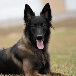 Belgian Tervuren from Golden Wind