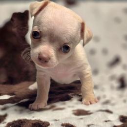 Sandy - Cream and white female Chihuahua puppy in Plainfield, Indiana from Abby's Pampered Pooches