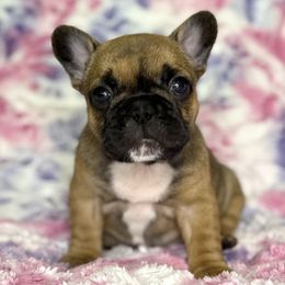 Sue Storm - Fawn female French Bulldog puppy in Hollis, New Hampshire from Big Sky Frenchies