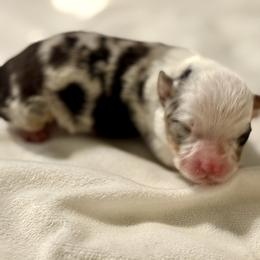 Bke merle harlequin - Blue merle female Toy Australian Shepherd puppy in Brashear, Texas from Double R farms