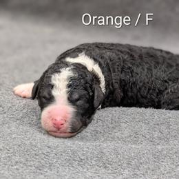 Opal - Black and white female Sheepadoodle puppy in Seaman, Ohio from Ohio Valley Sheepadoodles