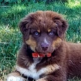 Australian Shepherd Puppies from Majestic Skyes Aussies