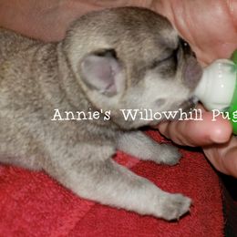 Pug Puppies from Annie's Willow Hill Pugs