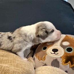 Rad - Blue merle male Australian Shepherd puppy in Monroe, North Carolina from Meekey Family Aussies
