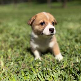 Omega - Red male Pembroke Welsh Corgi puppy in Magnolia, Texas from Wiggle Ranch Corgis