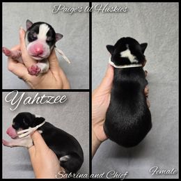 Yahtzee - Black and white female Siberian Husky puppy in Bloomfield, Indiana from Paiges lil huskies