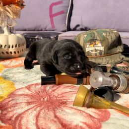 Pink Girl - Black female Labrador Retriever puppy in Talking Rock, Georgia from Bethel Woods Kennels