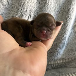 Bo peep - Red and tan female Shih Tzu puppy in Las Vegas, Nevada from Vegas Shih Tzus