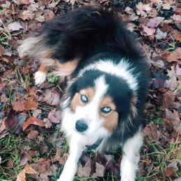 Miniature Australian Shepherd Puppies from Copper Line Aussies