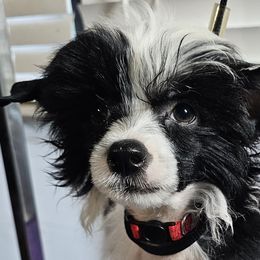 Blaze (B1) - Black and white male Chinese Crested puppy in Little Rock, Arkansas from Fabulis Toys (Chinese Crested, Papillons, Chihuahuas)