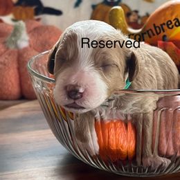 Cornbread - Apricot male Assorted Doodle Crosses puppy in Mt Pleasant, Texas from Hippdoodranch