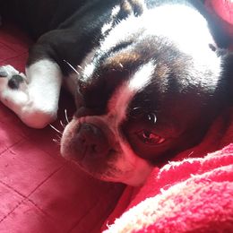 Boston Terriers from SGG Boston Terrier