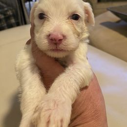Portuguese Water Dog Puppies from Pawsitively Portuguese