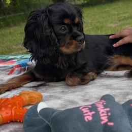 Ms.Connie - Black and tan female Cavalier King Charles Spaniel puppy in Beaverton, Oregon from Feray Valoir cavaliers