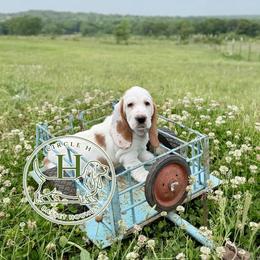 Red Velvet - Red and white female Basset Hound puppy in Konawa, Oklahoma from Circle H Basset Hounds