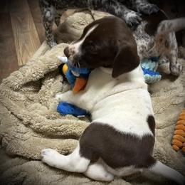 Blue collar available - Liver and white male German Shorthaired Pointer puppy in Hardeman County, Tennessee from Howell Farm GSP