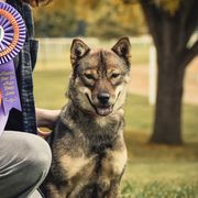 Hokkaidos from Apricity Kennel