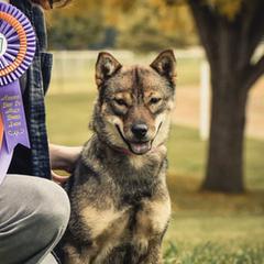 Hokkaidos from Apricity Kennel