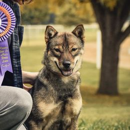 Hokkaidos from Apricity Kennel