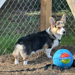 Pembroke Welsh Corgi All Grown Up from Central Valley kennel