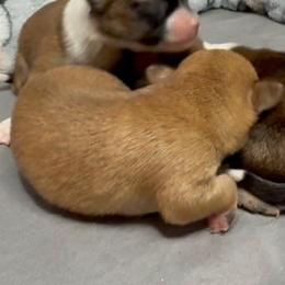 Merlin - Chocolate and tan male Chihuahua puppy in Sherwood, Arkansas from Bartelt Breeders