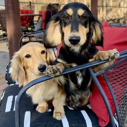 Ch Ouzo - Dachshund