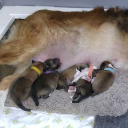 Shetland Sheepdog Puppies from Wyndeway Shetland Sheepdogs