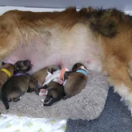 Shetland Sheepdog Puppies from Wyndeway Shetland Sheepdogs