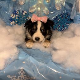Vixen - Black tri female Miniature Australian Shepherd puppy in Corbin, Kentucky from Lightning K Kanine’s