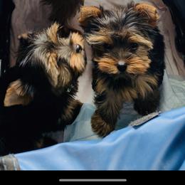 Pomeranian and Yorkshire Terrier Puppies from Melrey's paws